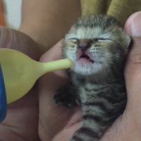 ミルクを飲み終わった子猫