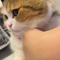 飼い主から目を逸らす猫