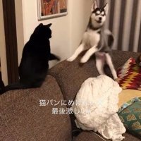 猫パンチにひるむハスキー犬