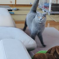 ソファでステップを踏むブリティッシュショートヘア