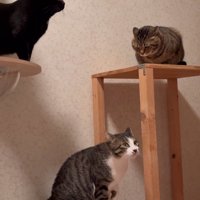 座っている3匹の猫
