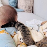 赤ちゃんを尻尾であやすキジトラ猫
