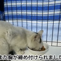 テロップ「また胸が締め付けられました」