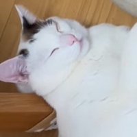 床で眠る猫の寝顔