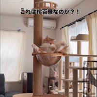 ボウルで眠る猫