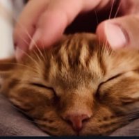 飼い主さんに頭を撫でられるマンチカン