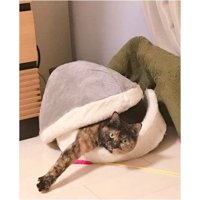 猫ベッドにいる猫