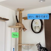 キャットタワーを下りる子猫を見守るアメリカンショートヘア