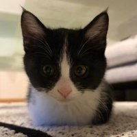 お手手ないないしている猫
