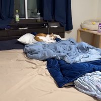 枕に乗るチップくん