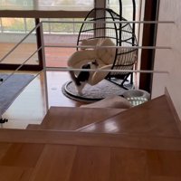 チェアに触れる猫