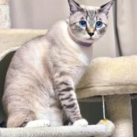 キャットタワーにいる猫