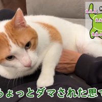 お腹を撫でられる師匠
