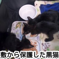 食べる猫
