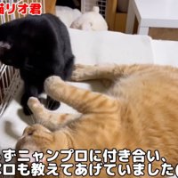 子猫と遊ぶ大人の猫