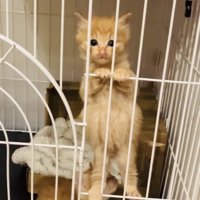 ケージに登る茶トラ子猫