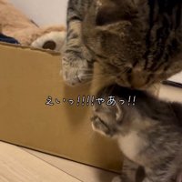 子猫を攻撃する猫