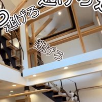 階段を上る猫たち