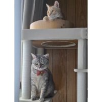 室内にいる猫たち