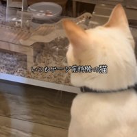 ケージを見つめる猫