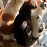 窓辺に座る猫たち
