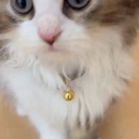 見つめる子猫