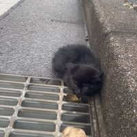 道路にうずくまる子猫