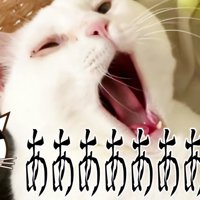 あくびするおーちゃんさん