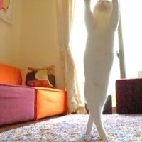 立ち上がる猫