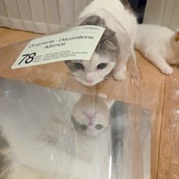 ビニール袋に顔を突っ込む猫