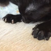 犬の体をフミフミする子猫