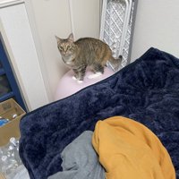 バランスボールの上に立つ猫
