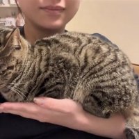 保護主に片手で抱っこされているキジトラ