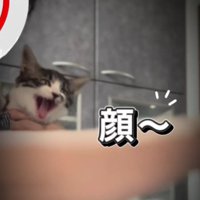肩に乗っている子猫