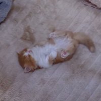部屋の隅で仰向けになって眠る子猫