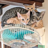 扇風機の上に乗って飼い主を見つめる子猫たち