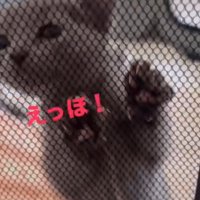 あたりを見まわしながらサークルの壁を登る子猫