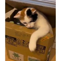 ダンボールにいる猫