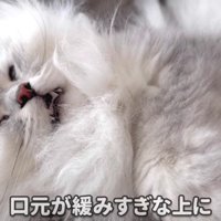 すごいお顔のモルンさん 