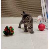 室内にいる猫
