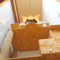 キャットタワーの上にいる猫