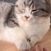 猫の前足が乗った指を小さく動かす女性