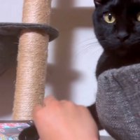 猫の手を借りる