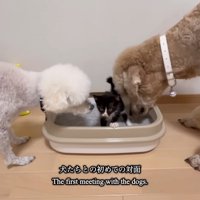 2頭の犬と子猫