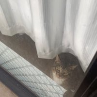 お見送りをする猫