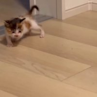 一生懸命歩いて探すつむぎちゃん