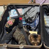 女性のキャリーバッグの中でくつろぐキジトラ猫