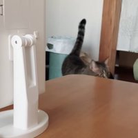 テーブルの前で右側を向く猫