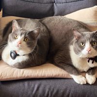 ソファに座り込む2匹の猫