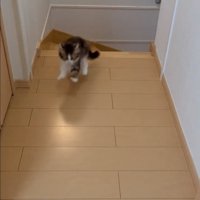飛び出す子猫